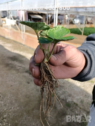 Ягодов разсад