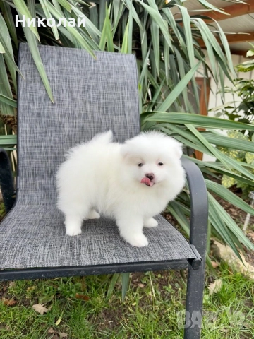 Померан момче със втора ваксина. Померанче, снимка 5 - Померан - 52721323