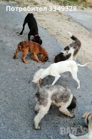 Кучета за трюфели , снимка 1 - Кокер шпаньол - 42407447
