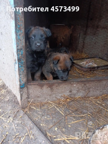 Белгийски овчарки Малиноа, снимка 7 - Белгийска овчарка - 53582487