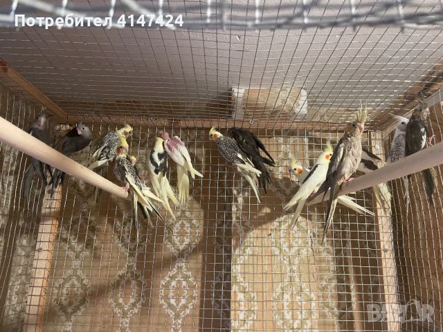 Продавам папагали Корели , снимка 1 - Папагали - 46418504