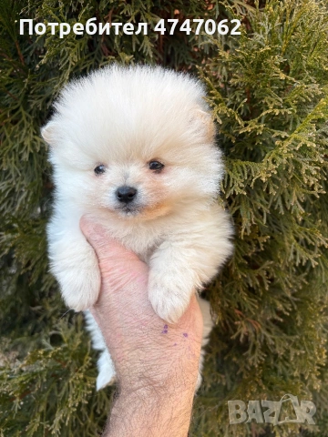 Померан мъжко, снимка 5 - Померан - 53666025