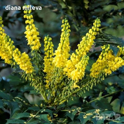 Махония, Mahonia japonica , снимка 1 - Градински цветя и растения - 46368350