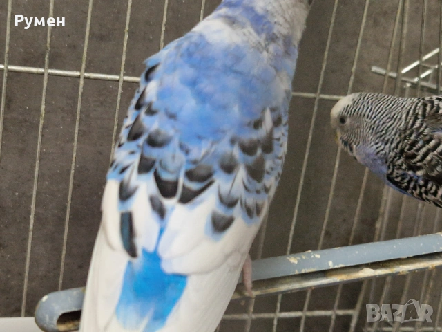 Чифт вълнисти папагали с клетка, снимка 3 - Папагали - 53976712