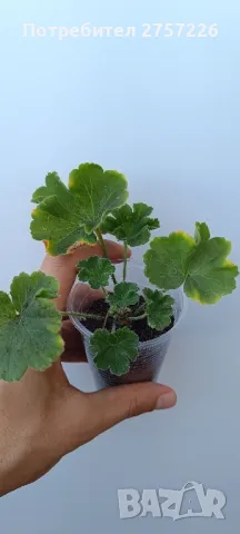 Pelargonium Lara Harmony , снимка 3 - Стайни растения - 47384255