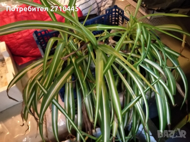 Хлорофитум /зелена лилия/, снимка 6 - Стайни растения - 34593439