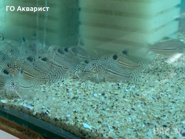 Коридорас Джули / Corydoras Julii, снимка 2 - Рибки - 45625463