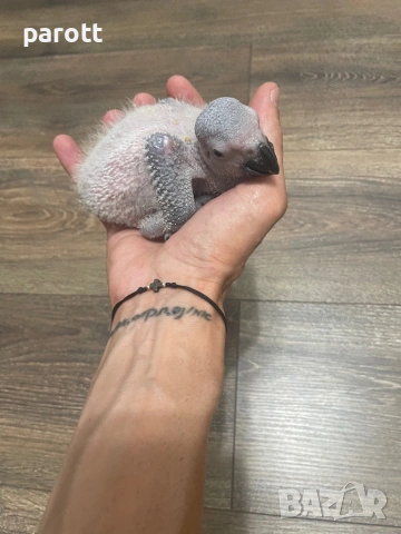 Ръчно хранени папагали Жако, снимка 5 - Папагали - 53004858