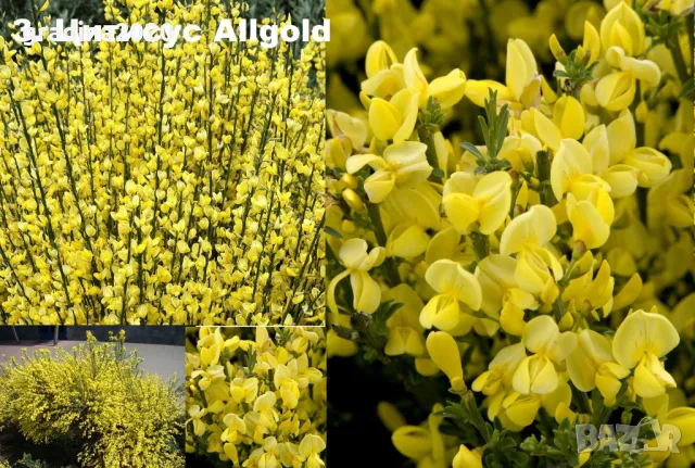 Цитизус - Налични 5 цвята, снимка 3 - Разсади - 35913919