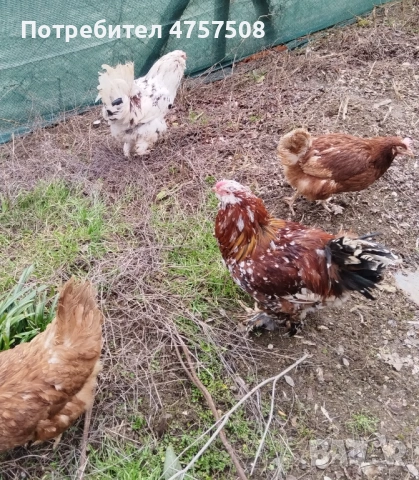 Предлагам Оплодени яйца от Петли Югозападен и Струмски Стандарт с Ломън Браун.