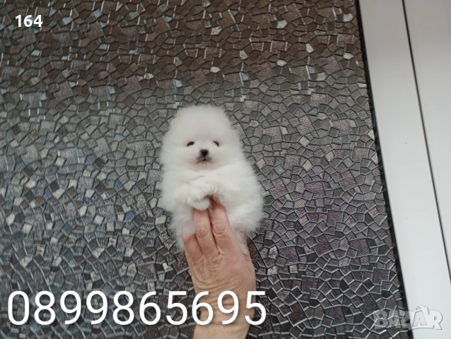 Бели миниатюрни минита. Померани. Реални снимки от 02.03.26 г. , снимка 2 - Померан - 53659158