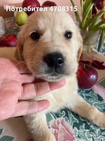 Голдън ретривър игриво бебе, снимка 3 - Голдън ретривър - 53632198