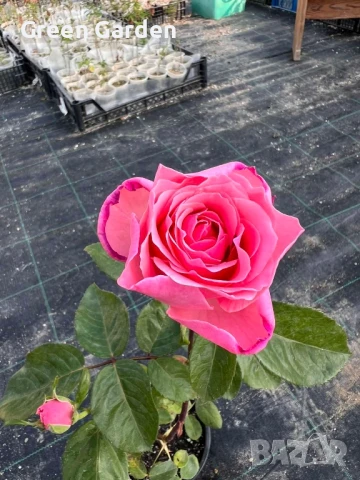 рози , снимка 13 - Градински цветя и растения - 50330660