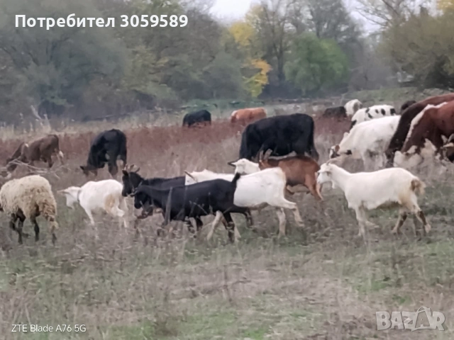 Кози млади саански и френски алпин, снимка 3 - Кози - 54163179