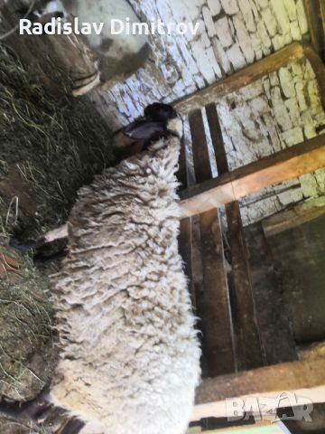Продавам черноглава Плевенска овца към 81килограма гледана със мерак за номер за връзка 088 518 9601, снимка 5 - Овце - 45913609