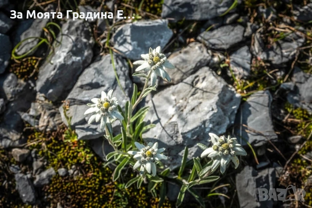 Еделвайс , снимка 5 - Градински цветя и растения - 54019896