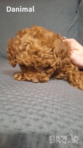 пуделчета той/ момче и момиче/toy poodle, снимка 4 - Пудели - 53581267