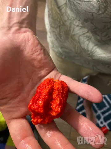 Carolina Reaper Каролина Рипер, снимка 6 - Градински цветя и растения - 47206890