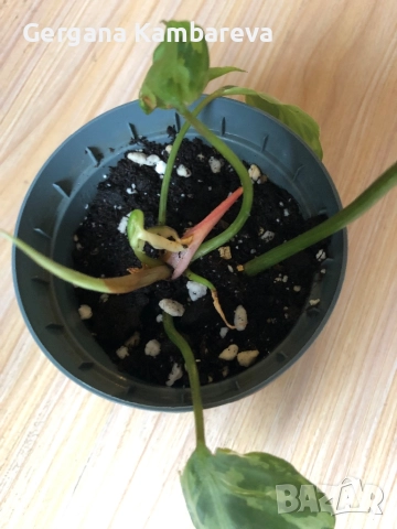 Philodendron Gloriosum Snow Leopard , снимка 4 - Стайни растения - 52331564