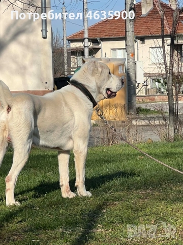 САО момиче на 57 дни., снимка 13 - Алабай - 54113727