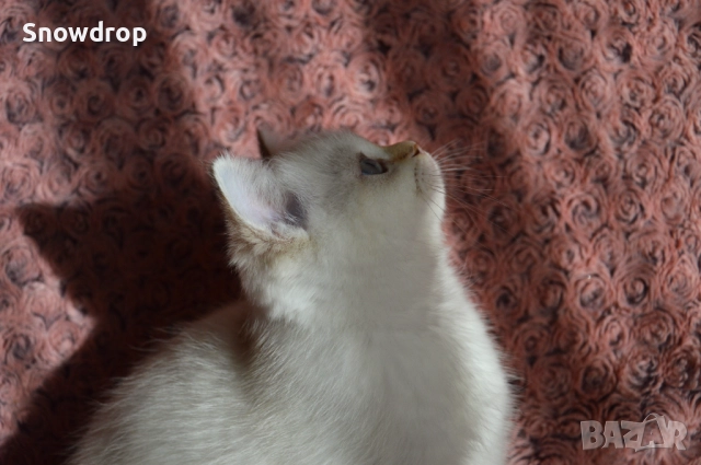 Сребърни чинчили, снимка 4 - Британска късокосместа - 52676106