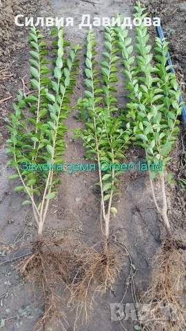 Лигуструм Овалифолиум на гол корен , снимка 7 - Градински цветя и растения - 53389674