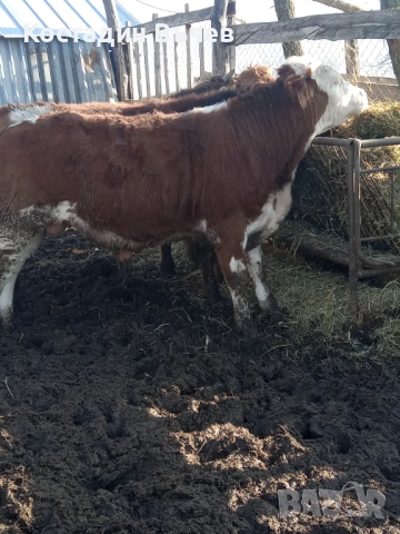 Продавам телета, снимка 4 - Крави - 52860750