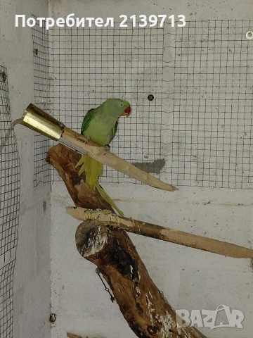 Продавам двойка Голям Александър, снимка 8 - Папагали - 54220545
