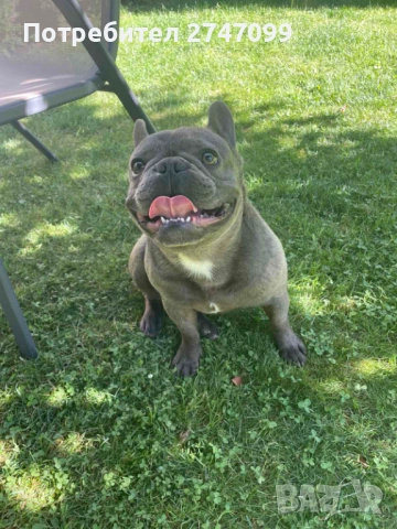 Френски Булдог, снимка 3 - Френски булдог - 53301638