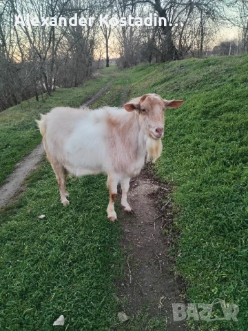 Продавам пръч за разплод на 2,5 години, снимка 1