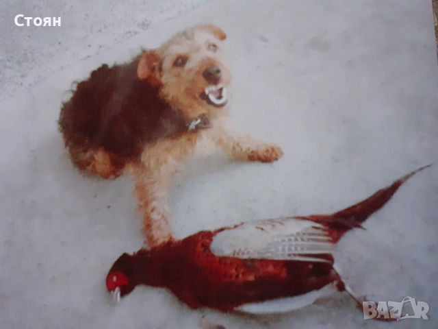 Ягдтериери, снимка 6 - Ягдтериер - 53523678