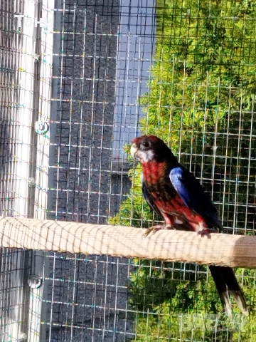 продавам папагали , снимка 6 - Папагали - 52865136