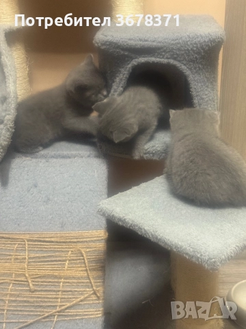 Британски котенца, снимка 4 - Британска късокосместа - 52666271