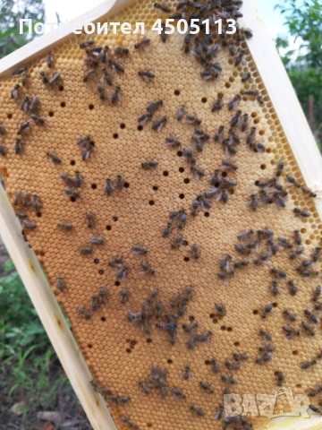 Пчелни семейства и одводки на 4 рамки, снимка 3 - За пчели - 53810223