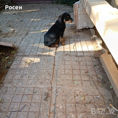 Подарявам кученце, снимка 1