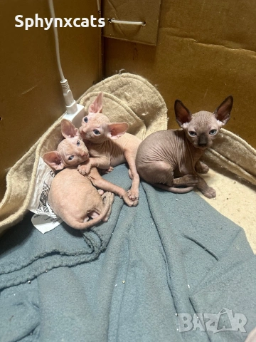 Котенца момичета и момчета канадски сфинкс
