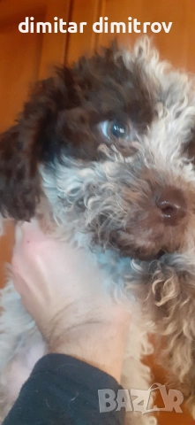 лагото романьоло , снимка 12 - Други - 52431390