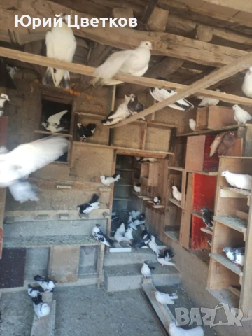 Ломски високолетачи, снимка 3 - Гълъби - 51102124