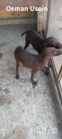 Курцхари, снимка 1