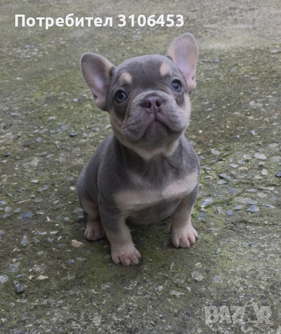 Френски булдог момиче