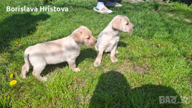 Чистокръвен Лабрадор Ретривър, снимка 3 - Лабрадор ретривър - 54161051