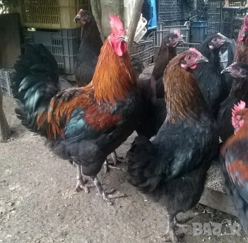 Яйца Черен Мед Маран Кокошка, снимка 2 - Кокошки и пуйки - 53730305