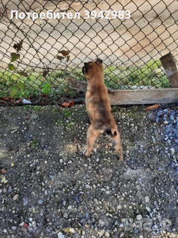 Белгийска овчарка Малиноа , снимка 6 - Белгийска овчарка - 52797025