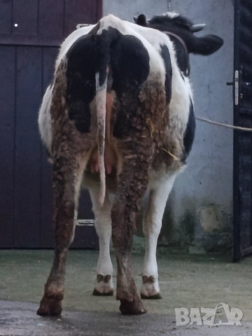 Продавам бременни юници , снимка 12 - Крави - 52893447