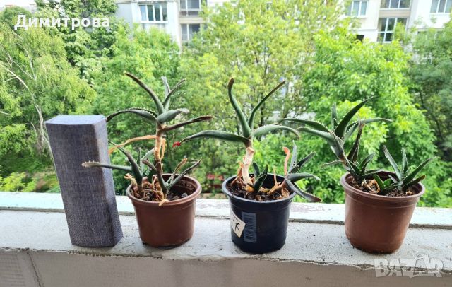кактуси агаве алое, снимка 2 - Градински цветя и растения - 45083757