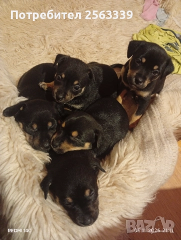 Кученца на 40 дена обезпаразитени търсят своя дом, снимка 2 - Пинчер - 52390913