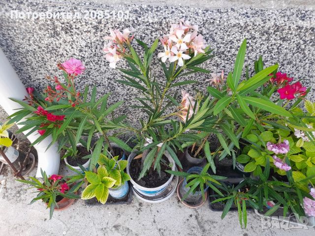 Зокуми, снимка 3 - Градински цветя и растения - 37156678