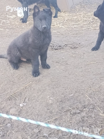 Черна немска овчарка , снимка 2 - Немска овчарка - 52933275