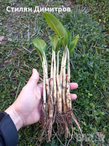 Луковици Левурда - 10 цента/бр