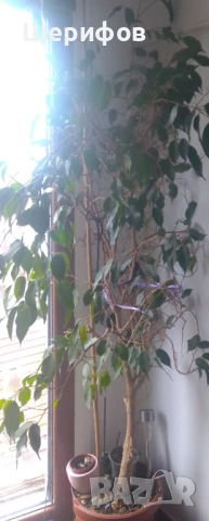 Продавам Бенджамин 